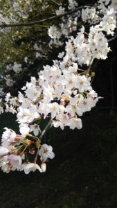 君津球場の桜