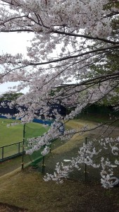 日記球場桜