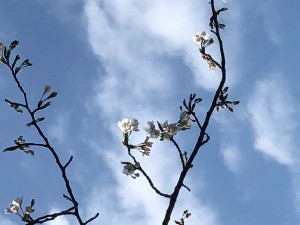 日記桜４分咲き