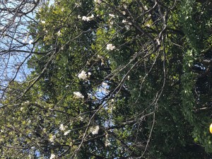 日記桜３分咲き