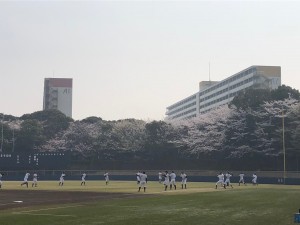 日記桜全体