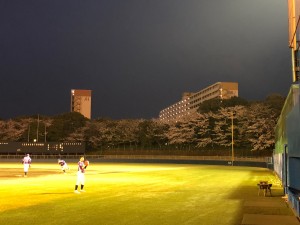 日記夜桜